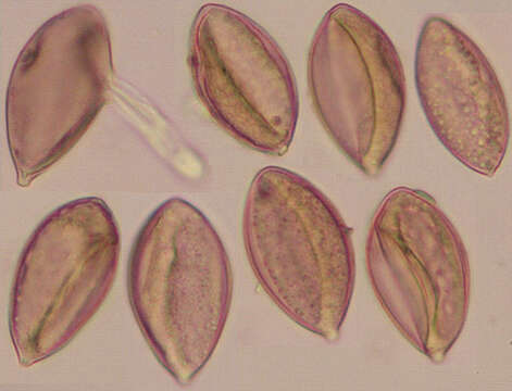 Image de Peronospora violacea