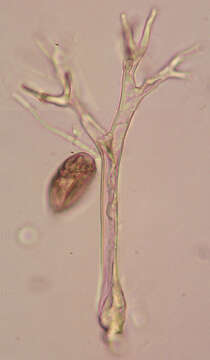 Image of Peronospora violacea