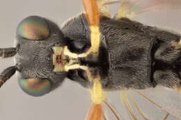 Image of Diadegma duplicatum Horstmann 1980