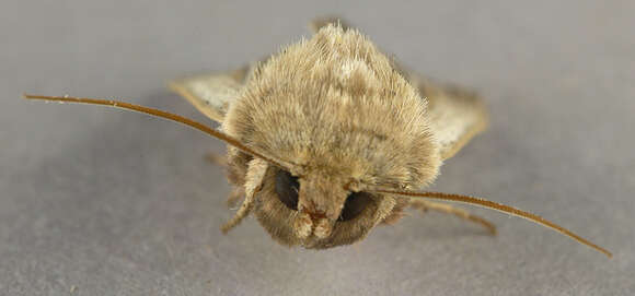 Image of shoulder-striped wainscot