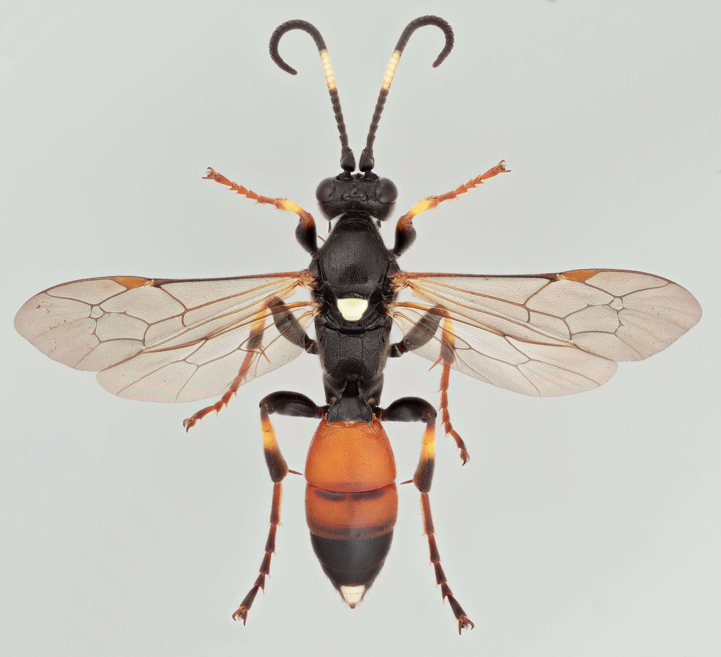 Image of Ichneumon confusor Gravenhorst 1820