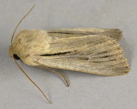 Image of shoulder-striped wainscot