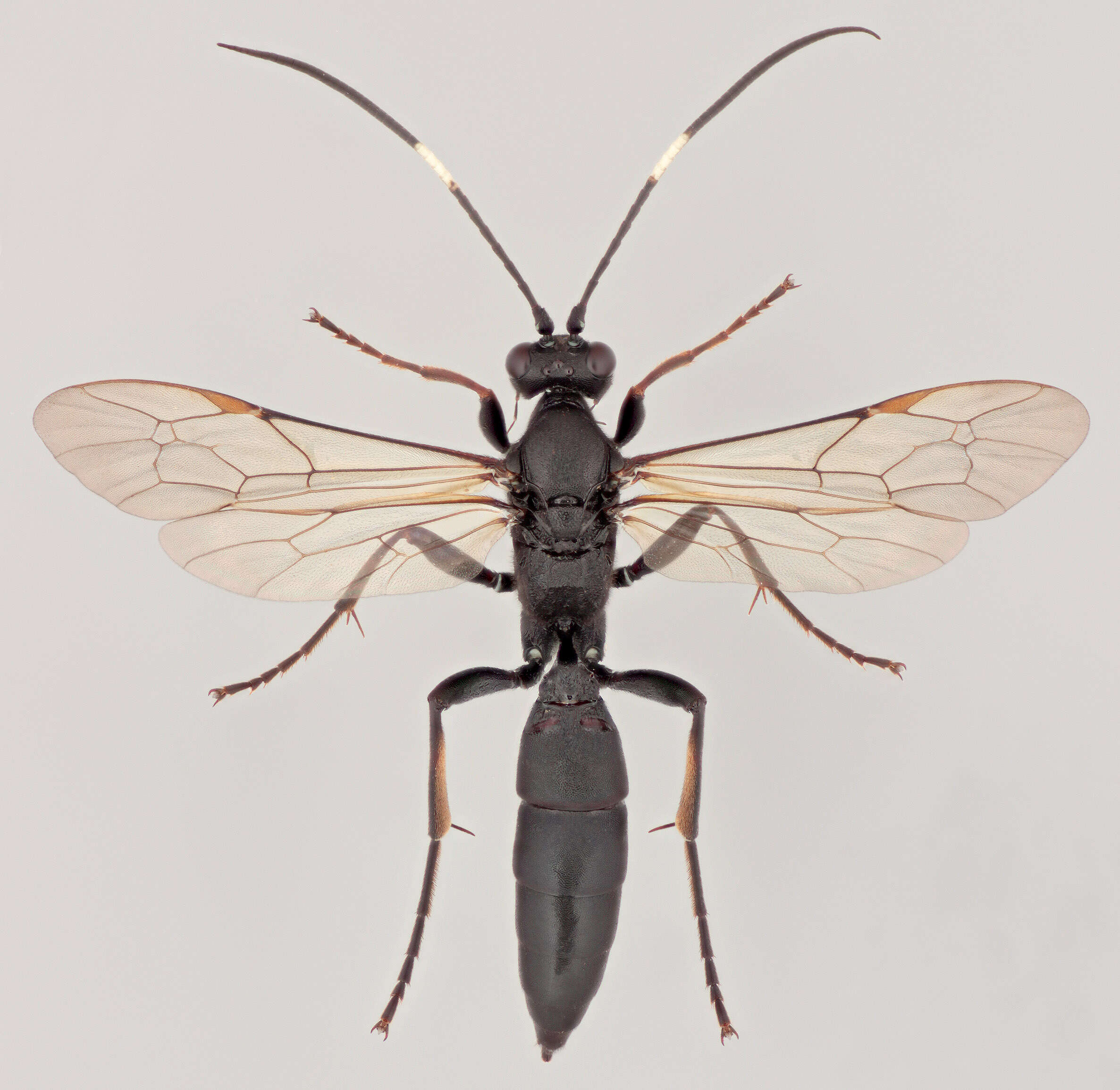 Stenichneumon culpator (Schrank 1802) resmi