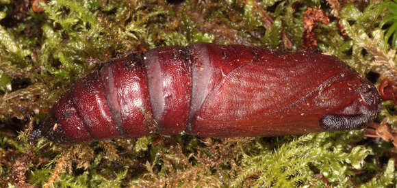 Image of Pine hawkmoth