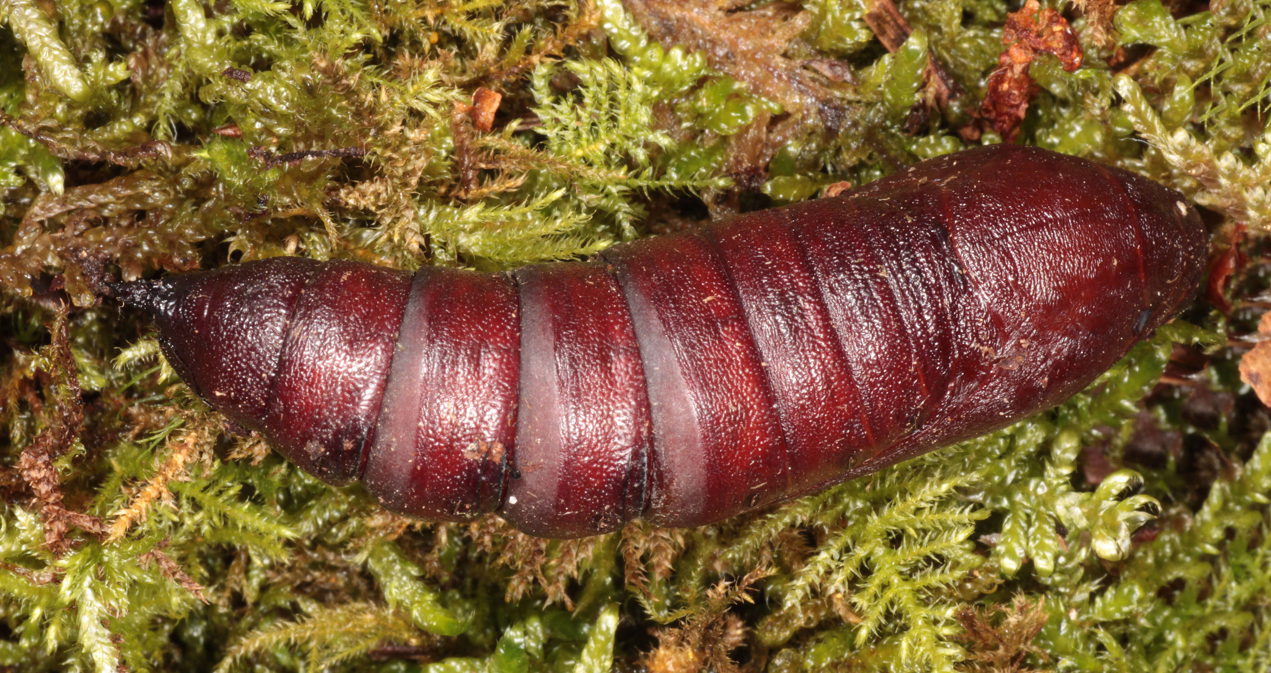 Image of Pine hawkmoth