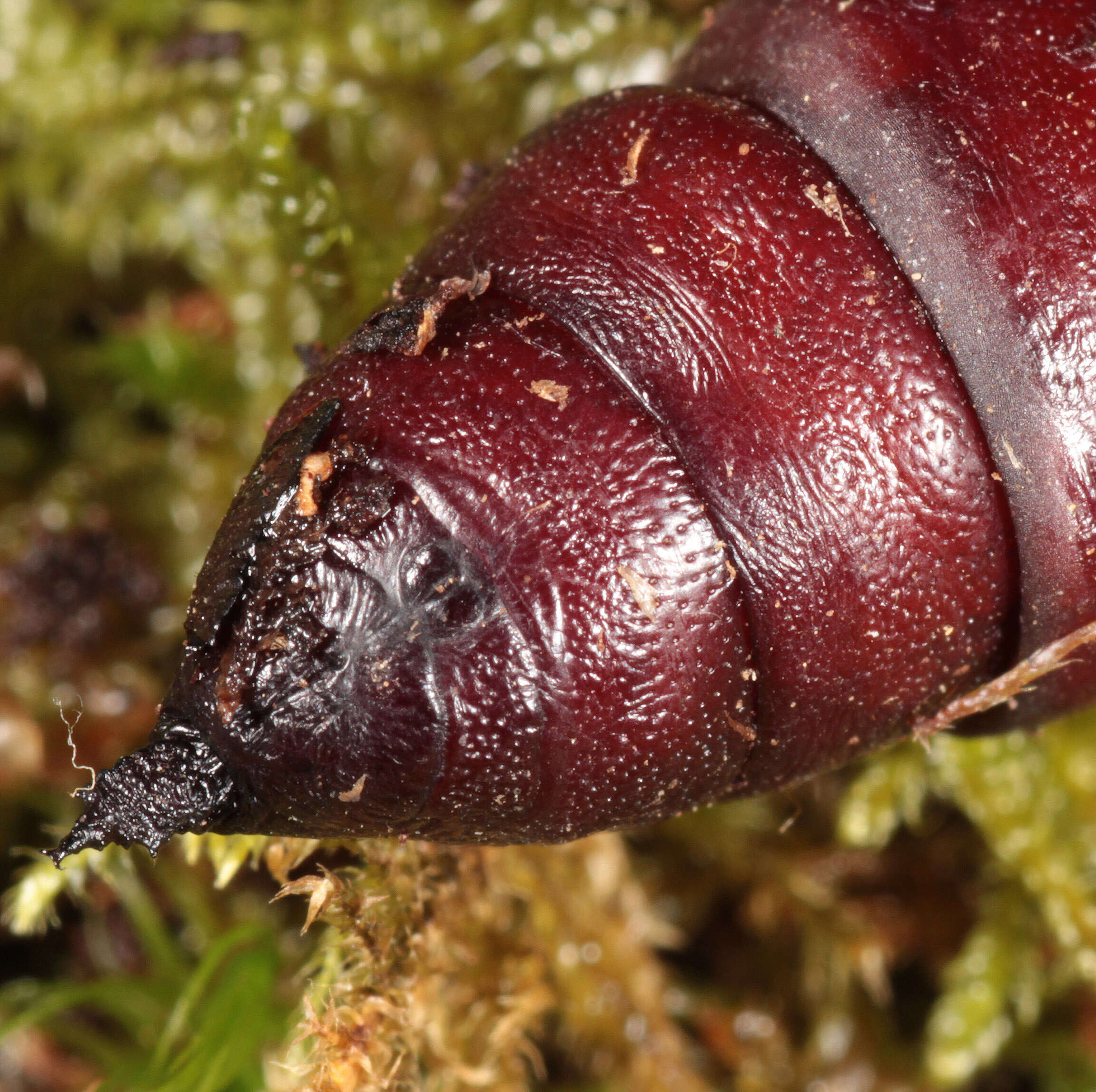 Image of Pine hawkmoth