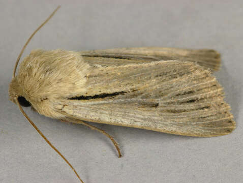 Image of shoulder-striped wainscot