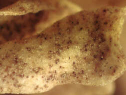 Image of Peronospora violacea