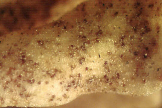 Image de Peronospora violacea