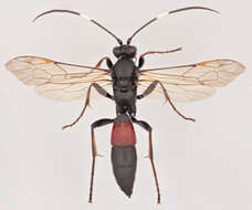 Stenichneumon culpator (Schrank 1802) resmi