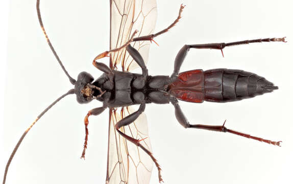 Stenichneumon culpator (Schrank 1802) resmi