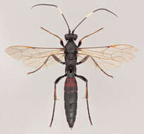 Stenichneumon culpator (Schrank 1802) resmi