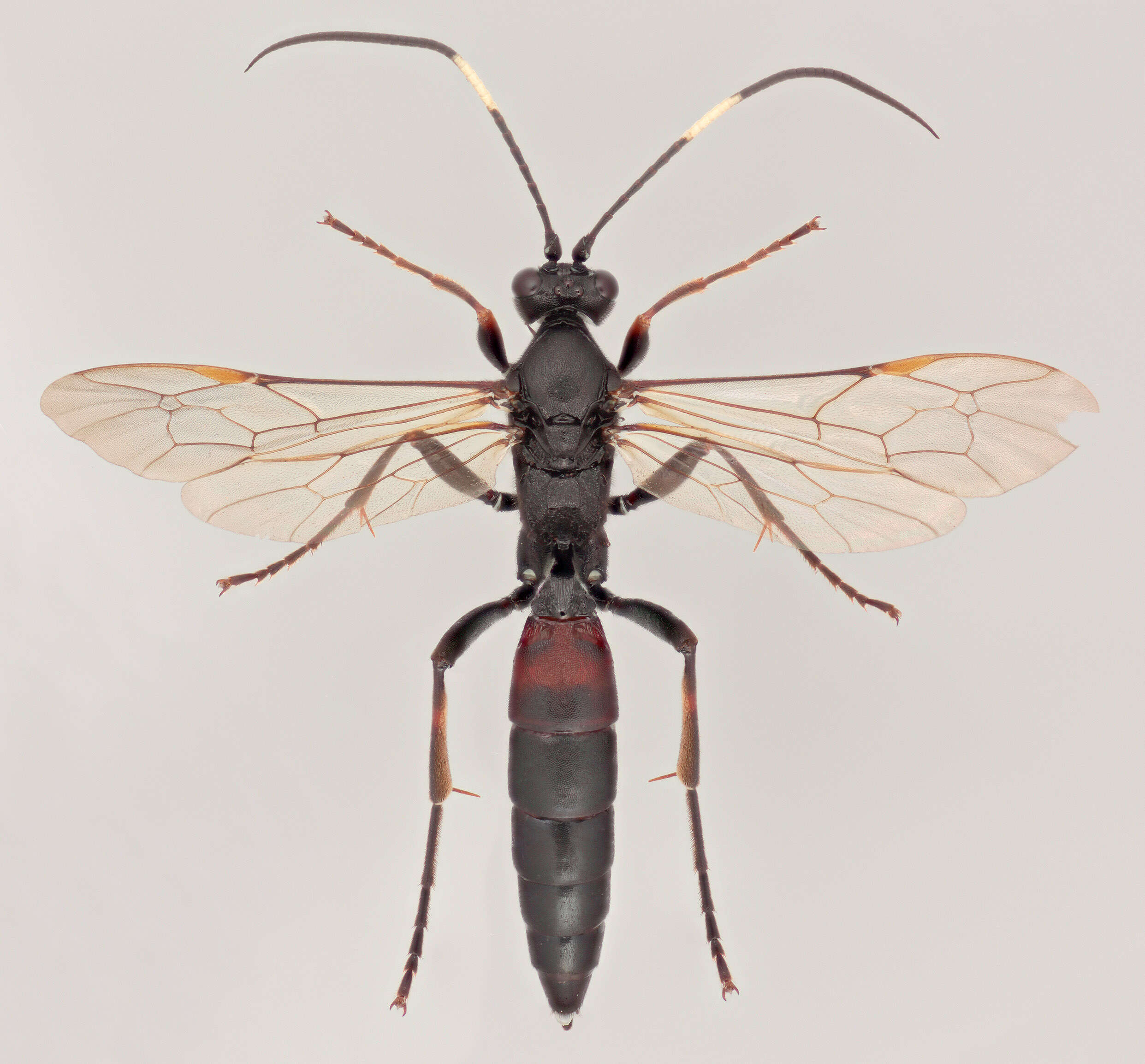 Stenichneumon culpator (Schrank 1802) resmi