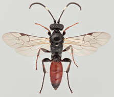 Image of Barichneumon peregrinator (Linnaeus 1758)