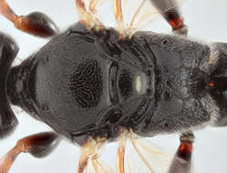 Image of Barichneumon peregrinator (Linnaeus 1758)