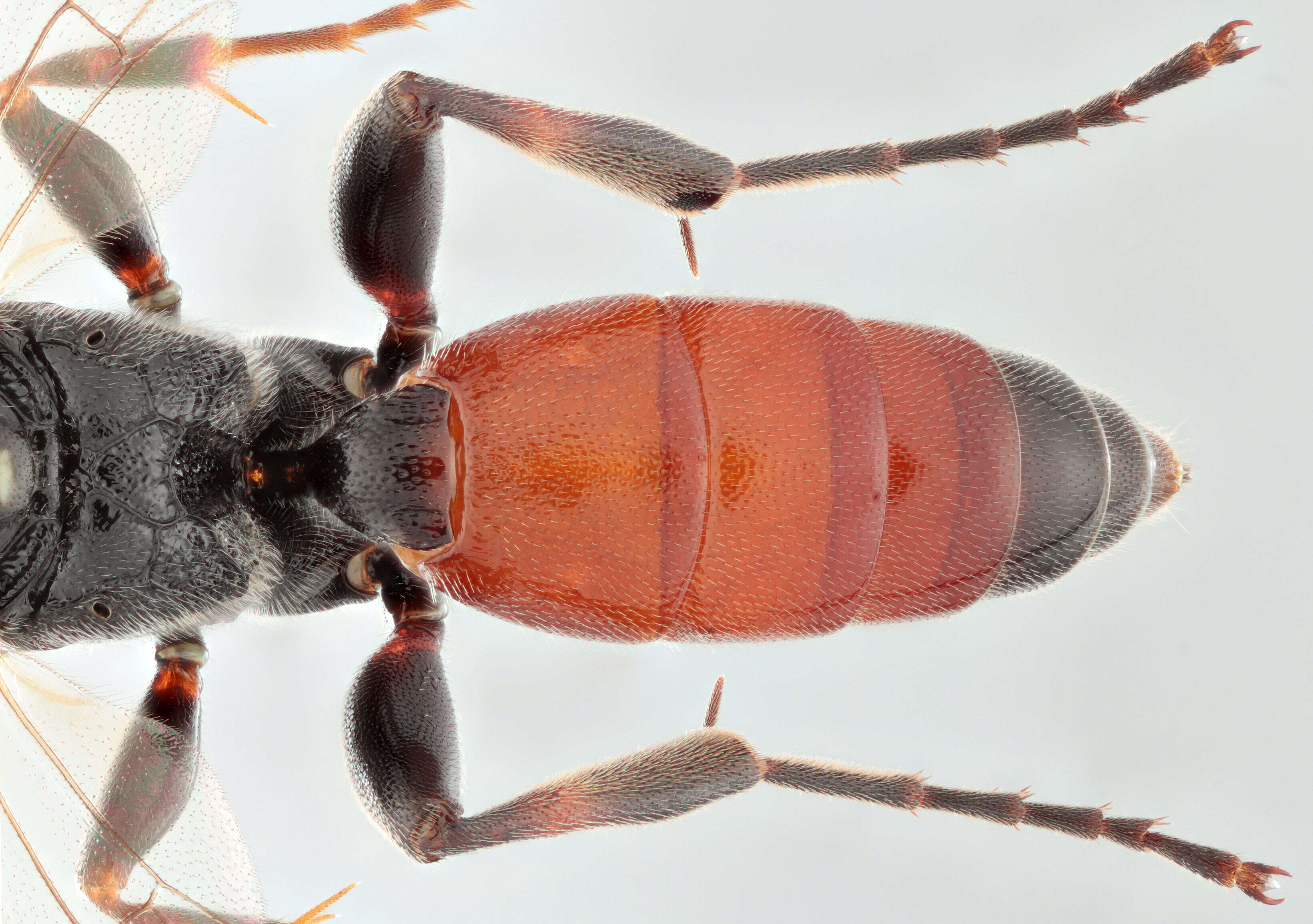 Image of Barichneumon peregrinator (Linnaeus 1758)