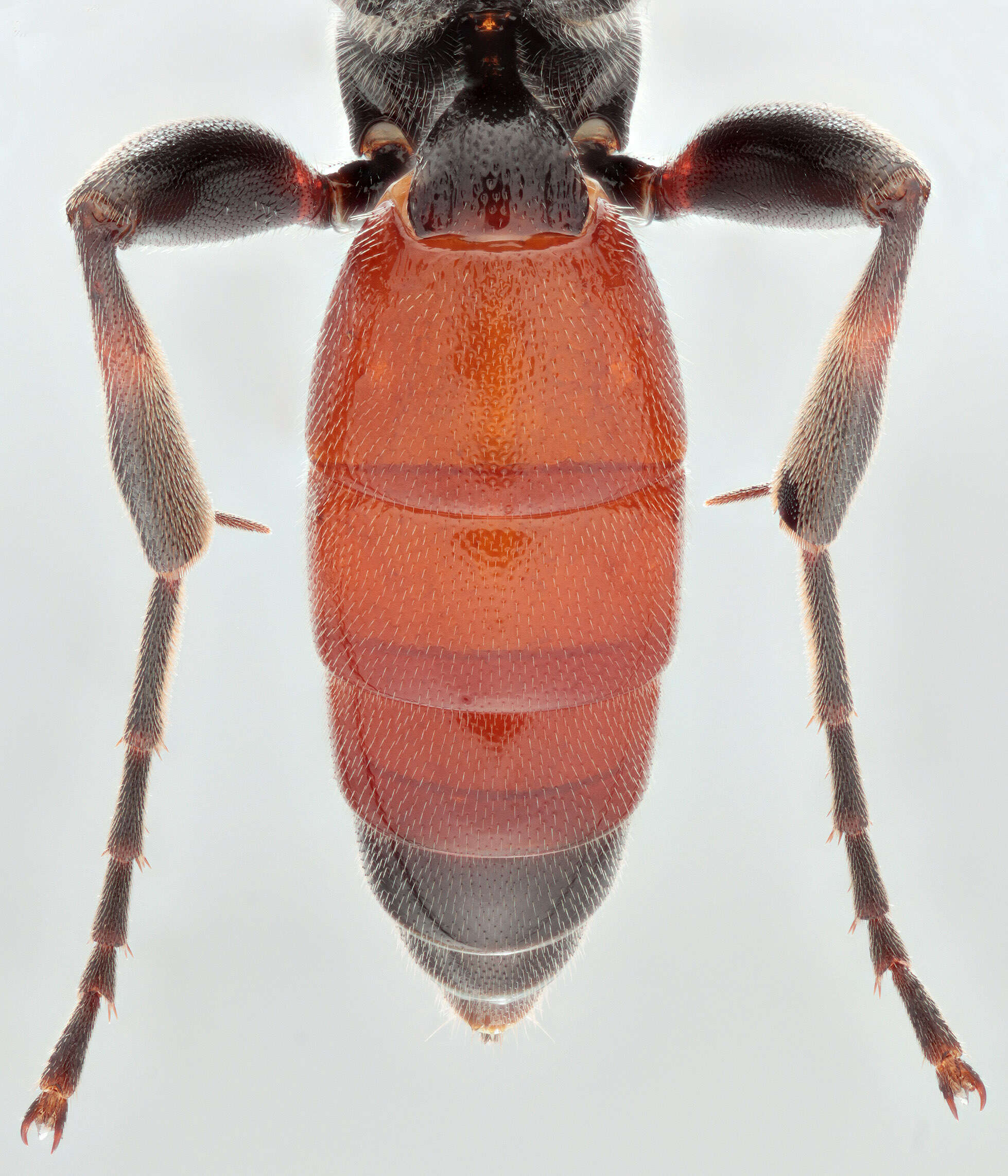 Image of Barichneumon peregrinator (Linnaeus 1758)