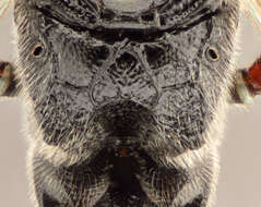 Image of Barichneumon peregrinator (Linnaeus 1758)