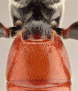 Image of Barichneumon peregrinator (Linnaeus 1758)