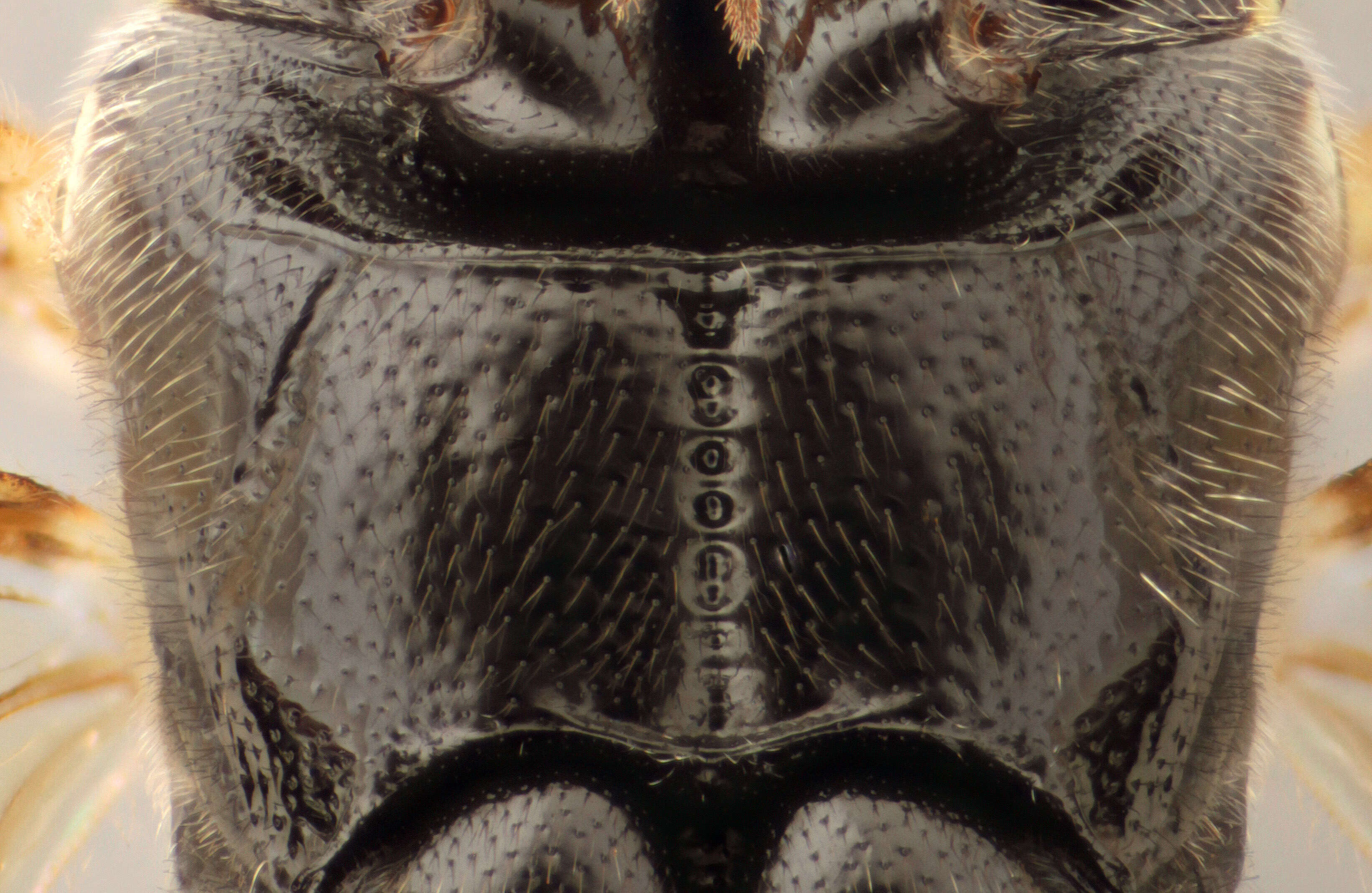 Image of Barichneumon peregrinator (Linnaeus 1758)