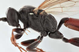 Image of Barichneumon peregrinator (Linnaeus 1758)