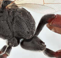 Image of Barichneumon peregrinator (Linnaeus 1758)