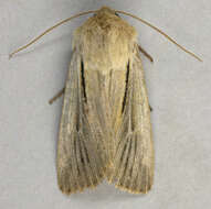 Image of shoulder-striped wainscot