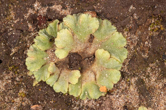 Image of Glaucous Crystalwort