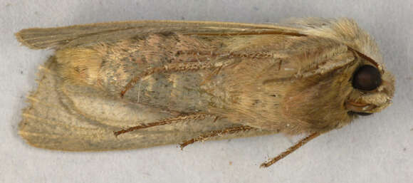 Image of shoulder-striped wainscot