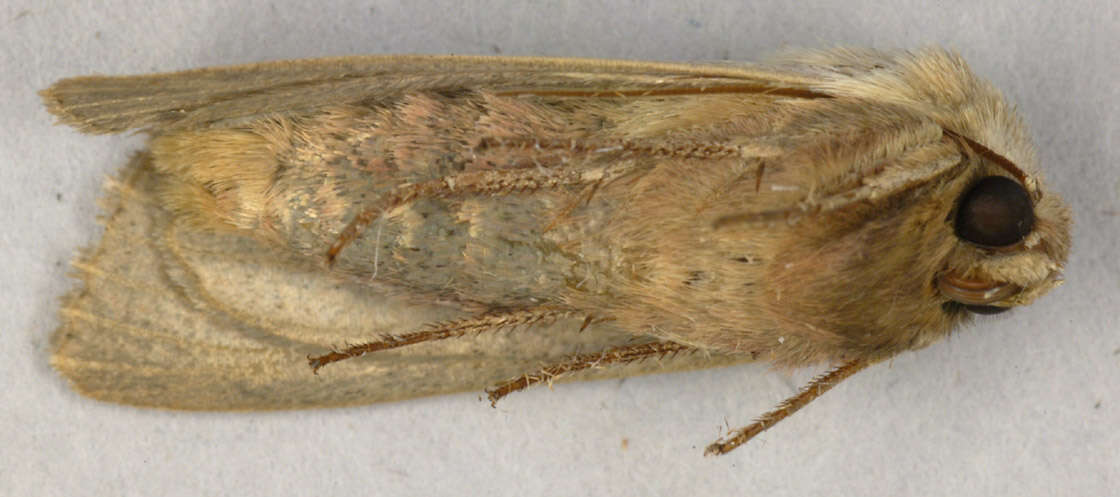 Image of shoulder-striped wainscot