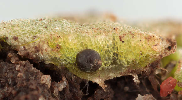 Image of Glaucous Crystalwort