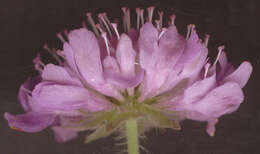 Слика од Knautia arvensis (L.) Coulter