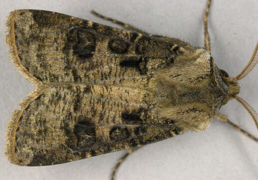 Agrotis clavis的圖片