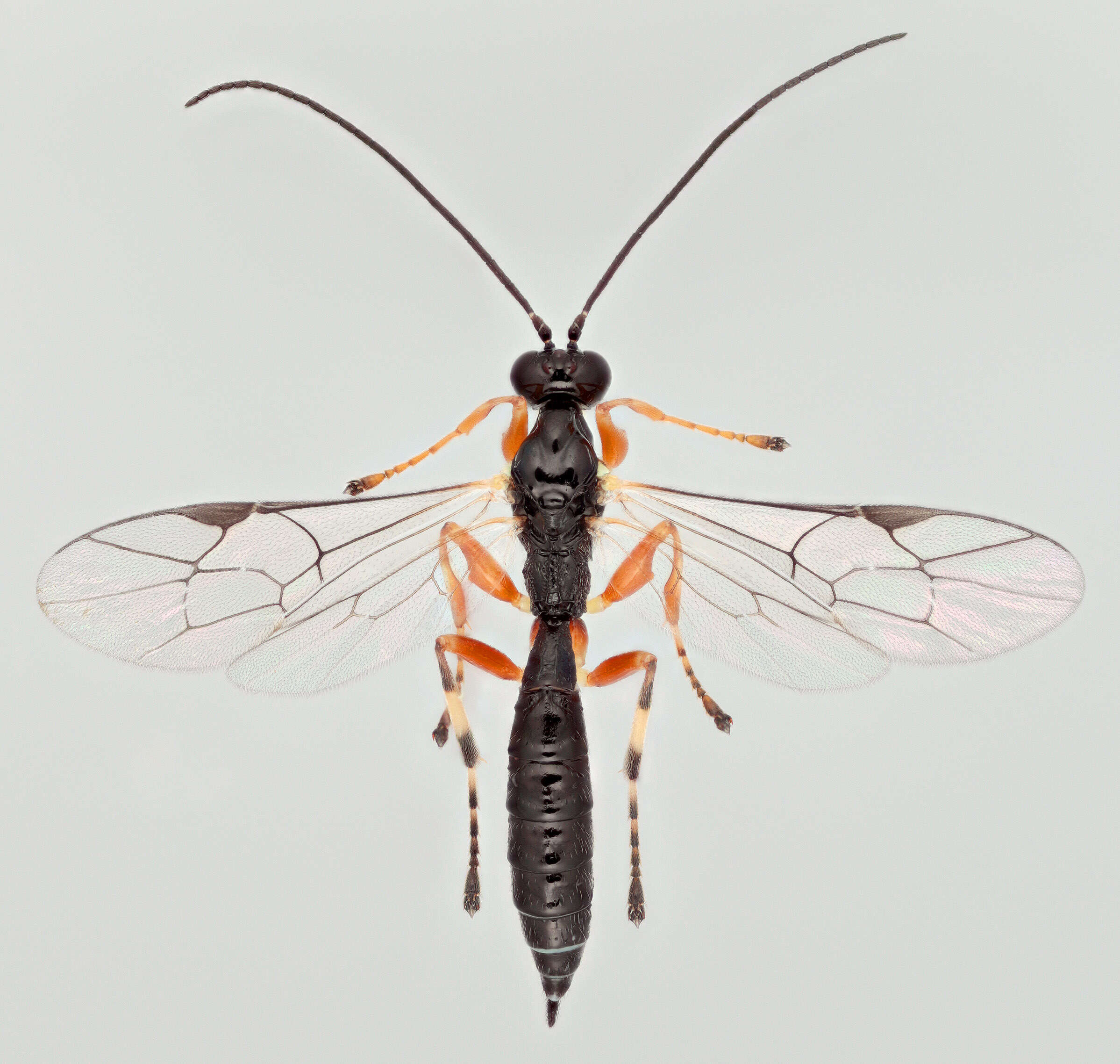 Image of Acrodactyla carinator (Aubert 1965)