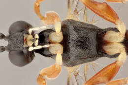 Image of Acrodactyla carinator (Aubert 1965)