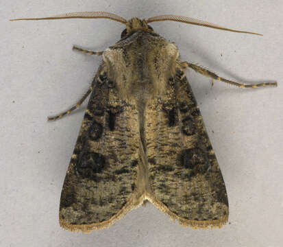 Agrotis clavis的圖片