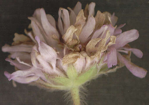 Image of Peronospora violacea