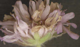 Image of Peronospora violacea