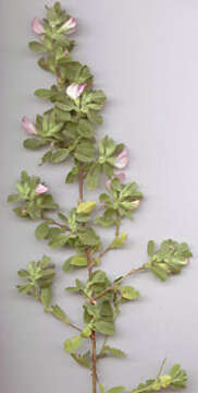 Image of common restharrow