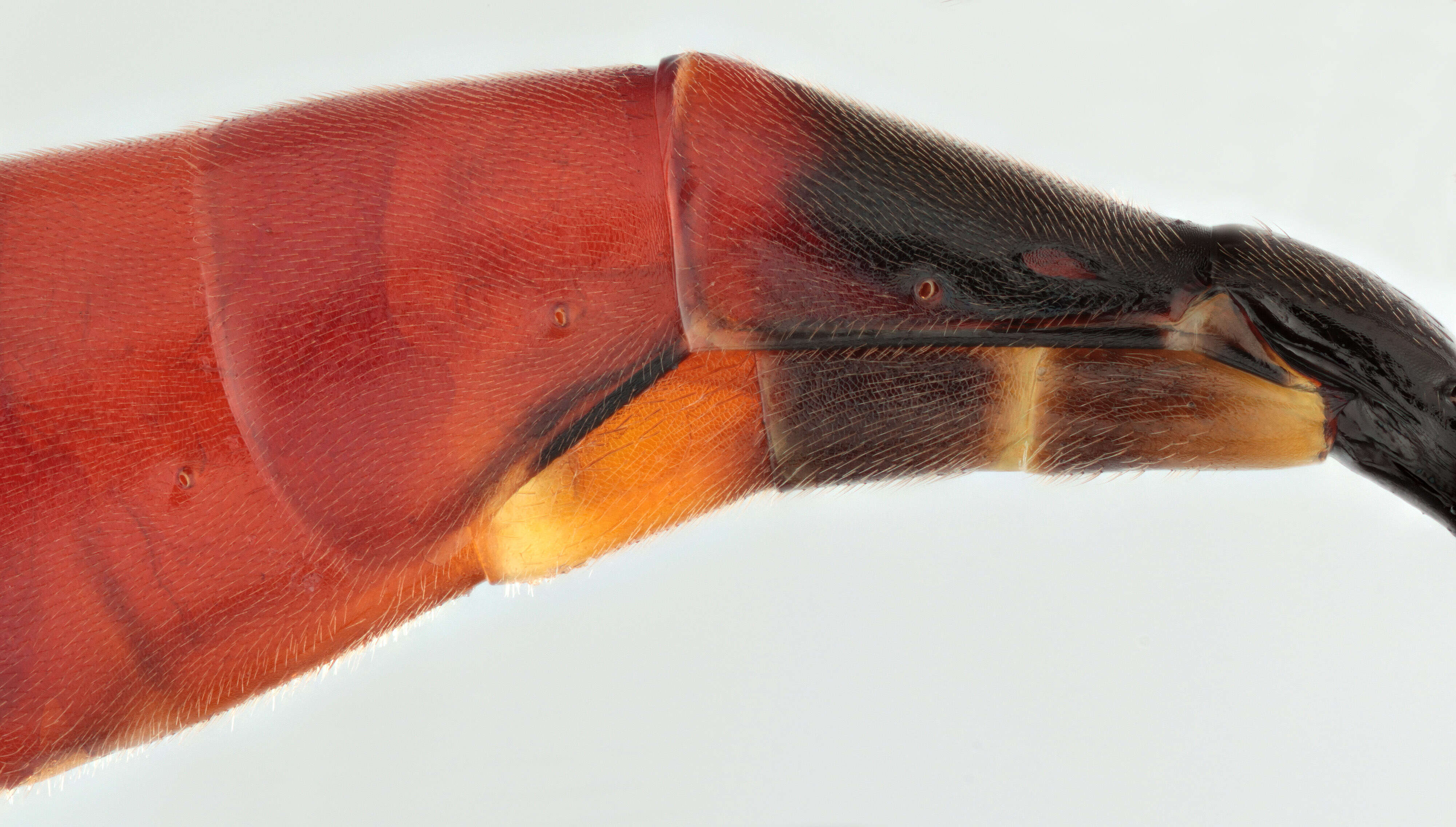 Image of Dusona bicoloripes (Ashmead 1906)