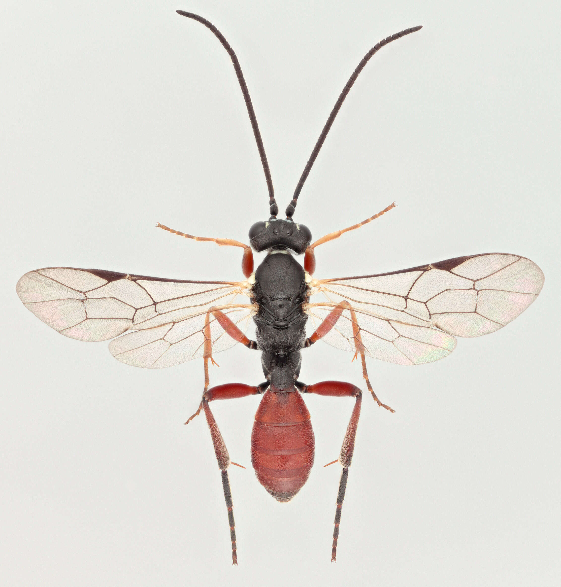 Image of Sphecophaga vesparum (Curtis 1828)