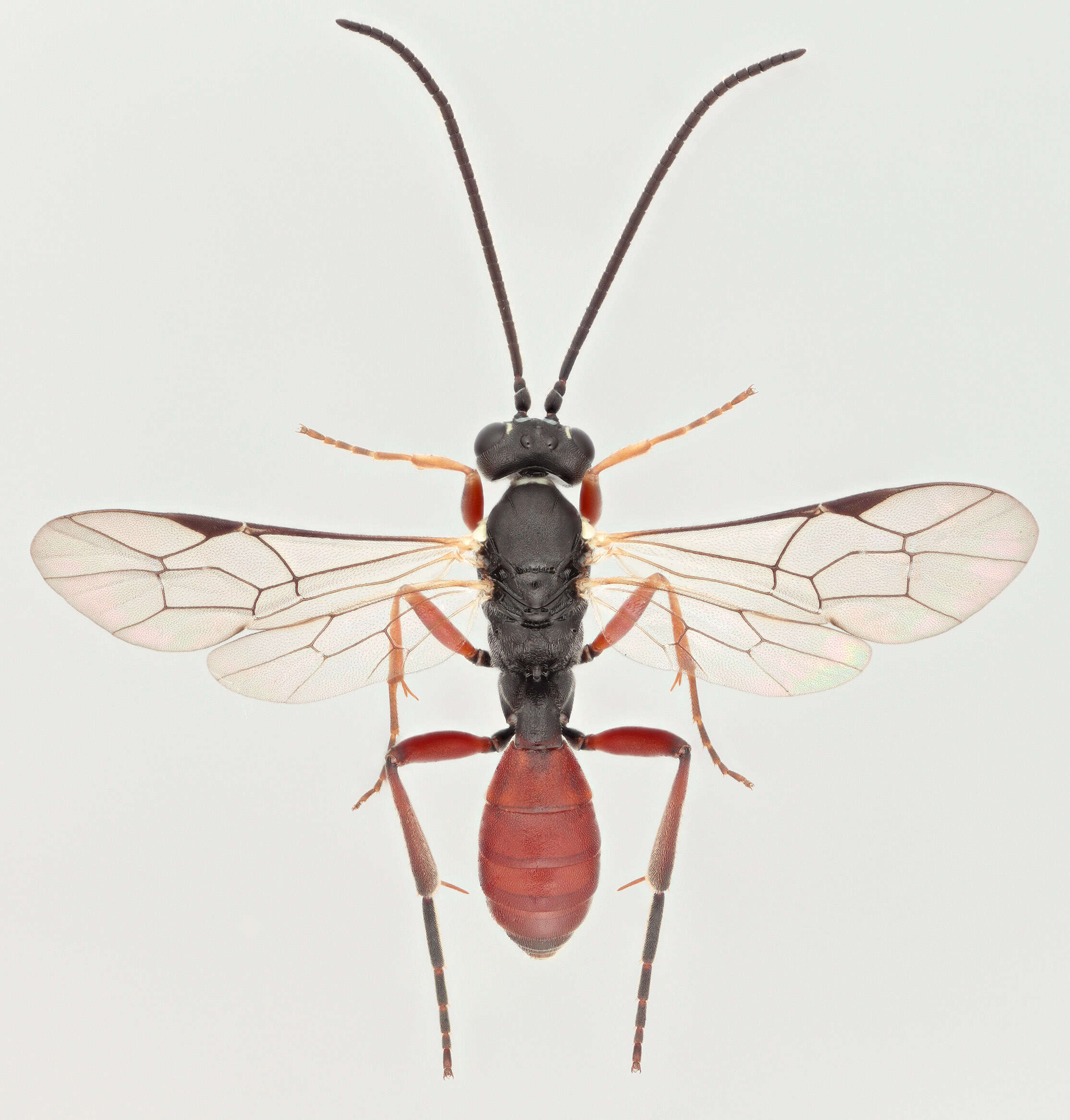 Sivun Sphecophaga vesparum (Curtis 1828) kuva