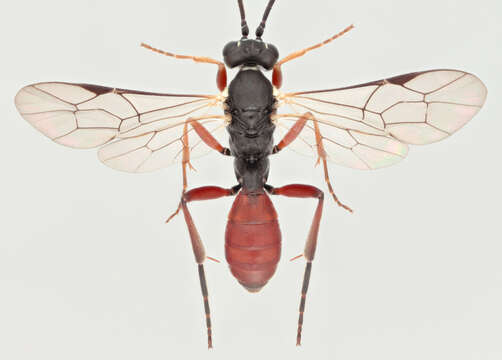 Image of Sphecophaga vesparum (Curtis 1828)