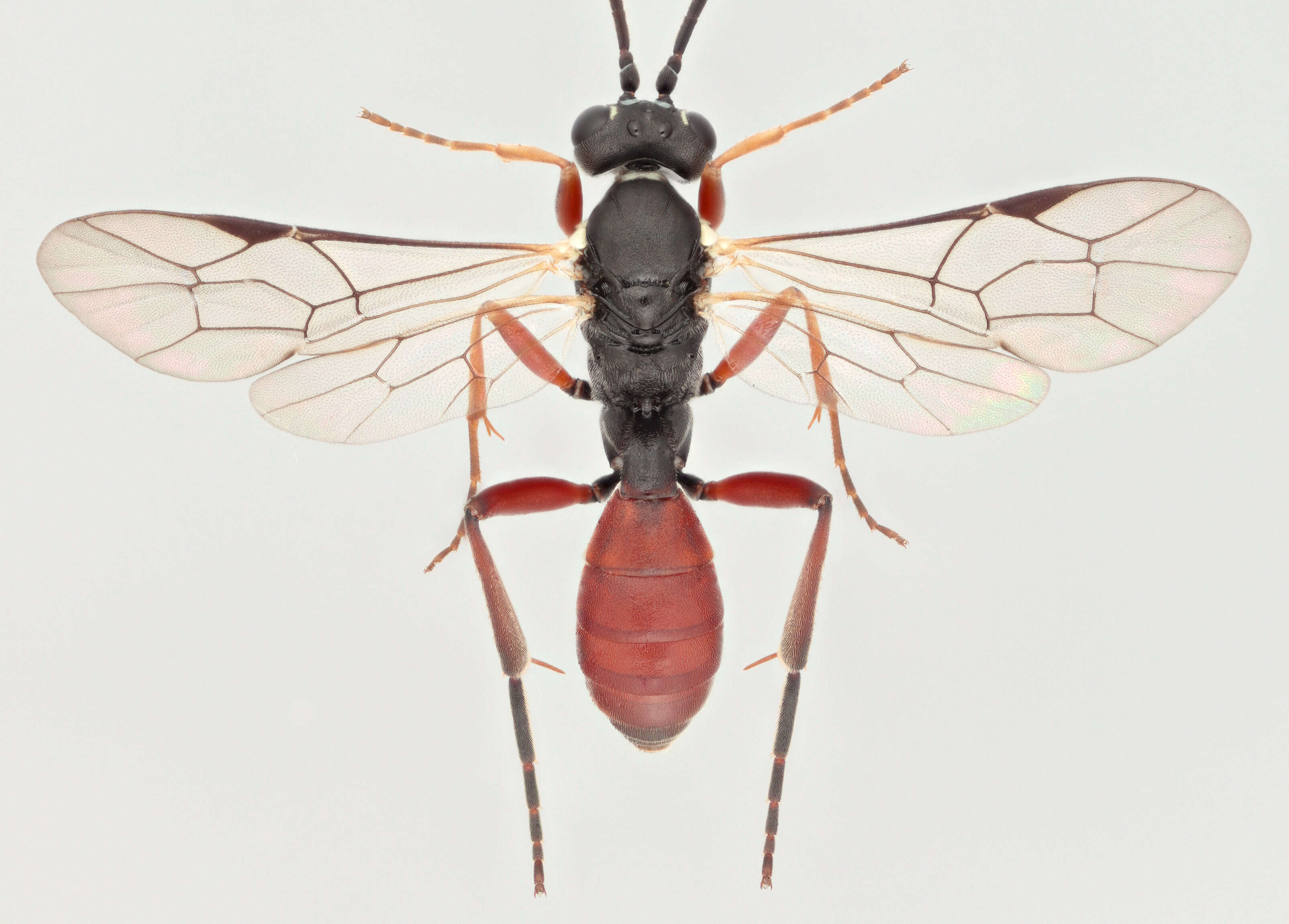 Sivun Sphecophaga vesparum (Curtis 1828) kuva