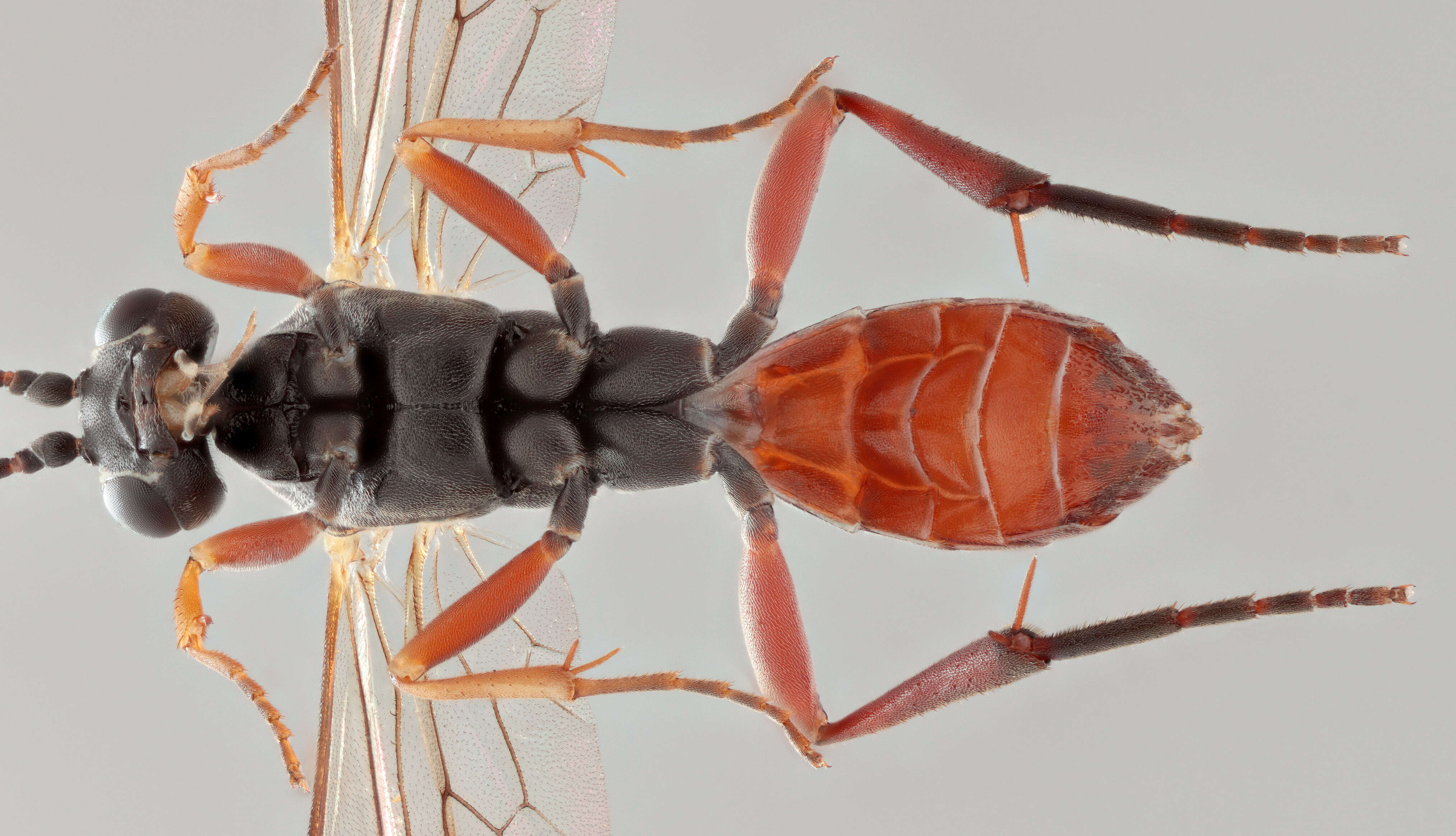 Sivun Sphecophaga vesparum (Curtis 1828) kuva