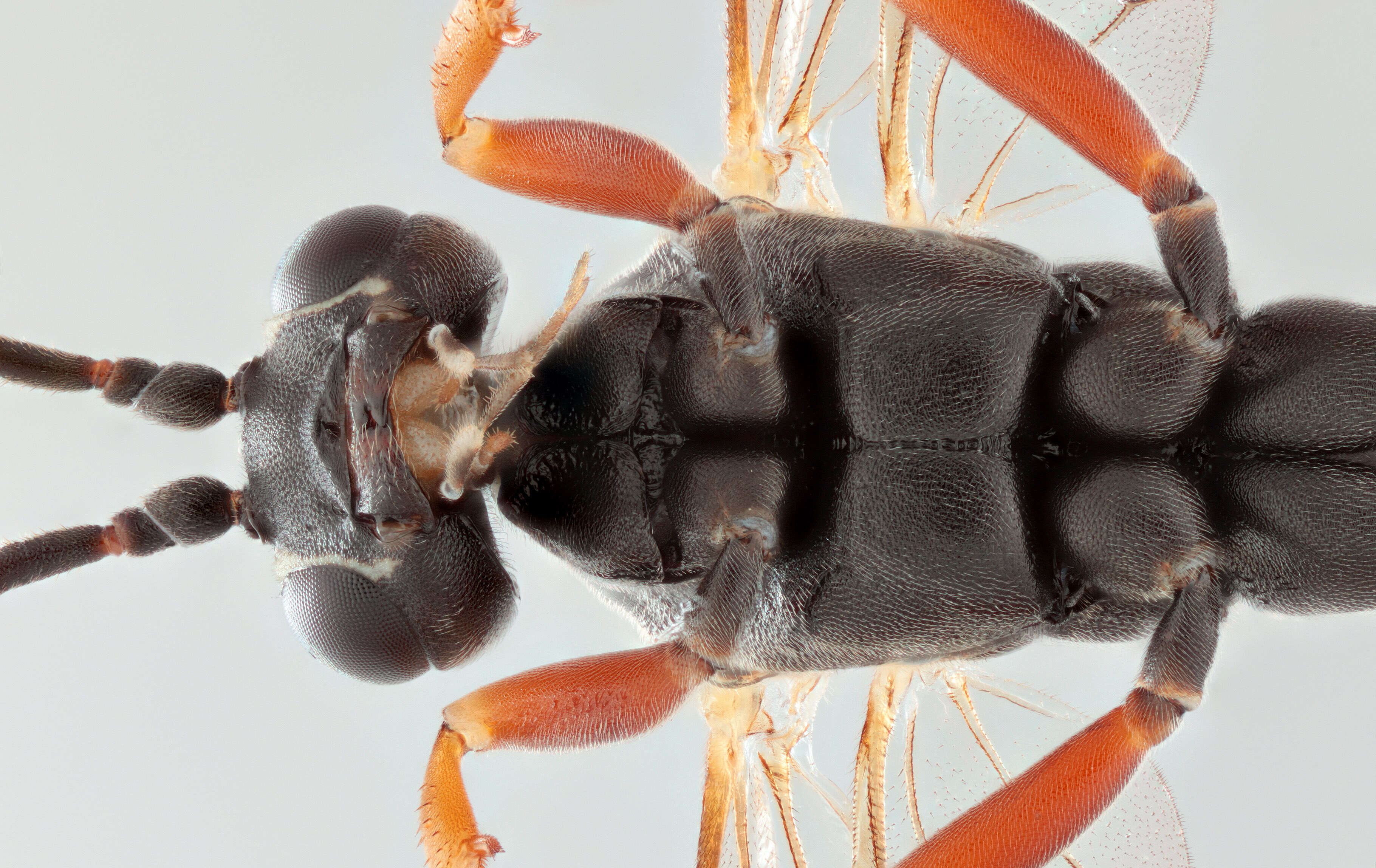 Sivun Sphecophaga vesparum (Curtis 1828) kuva