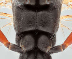 Image of Sphecophaga vesparum (Curtis 1828)