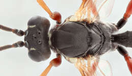 Image of Sphecophaga vesparum (Curtis 1828)