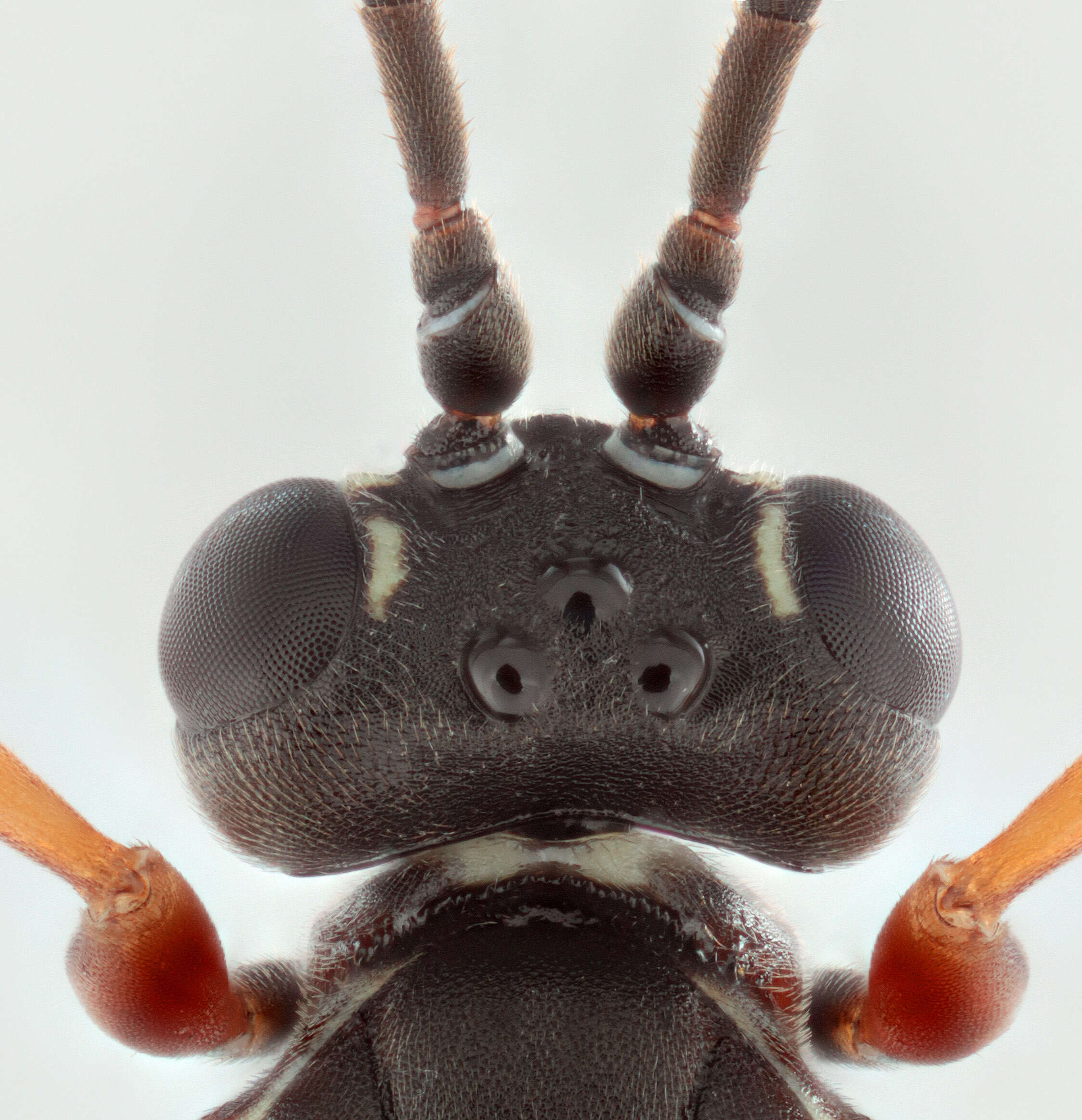 Image of Sphecophaga vesparum (Curtis 1828)