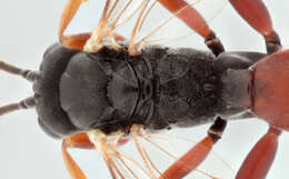 Image of Sphecophaga vesparum (Curtis 1828)